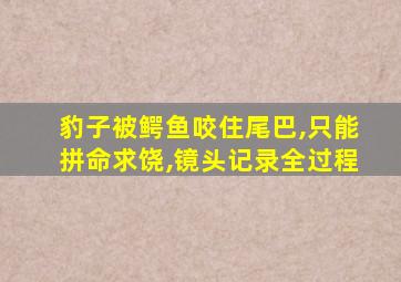 豹子被鳄鱼咬住尾巴,只能拼命求饶,镜头记录全过程