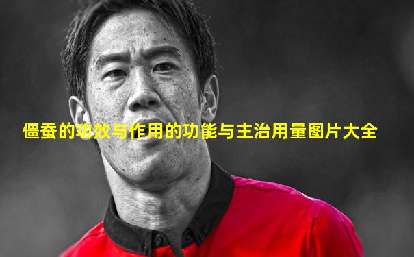 僵蚕的功效与作用的功能与主治用量图片大全